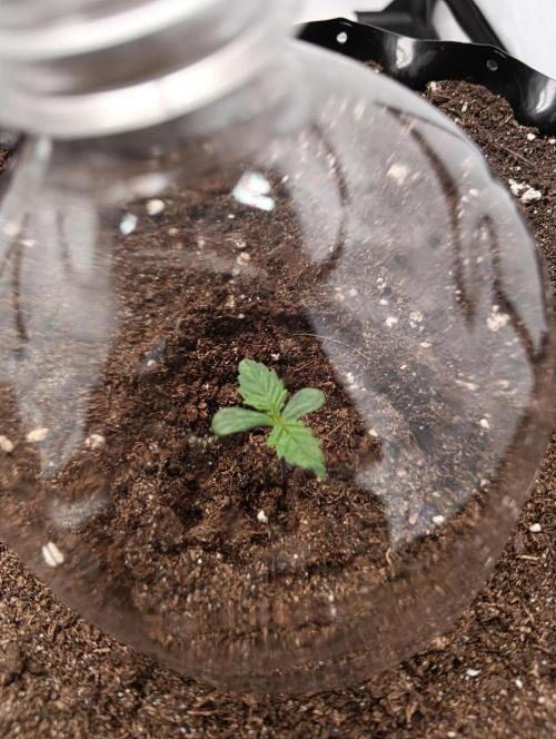 Mephisto Autoflower. Week 1
