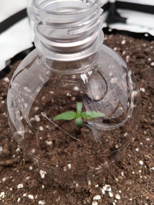 Mephisto Autoflower. Week 1