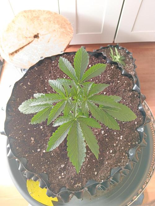 Mephisto Autoflower. Week 2