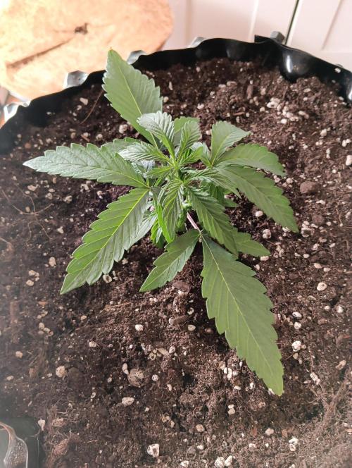 Mephisto Autoflower. Week 2