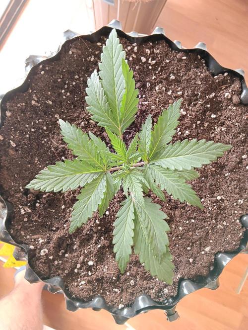 Mephisto Autoflower. Week 2