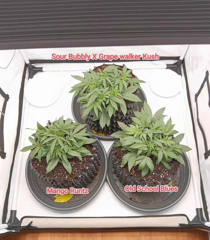 Mephisto Autoflower. Week 3
