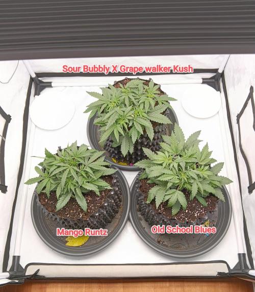Mephisto Genetics - Old School Blues by dazzzaflakezzz