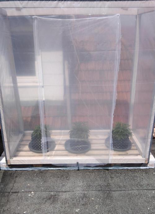 Mephisto Autoflower. Week 5 - Switch auf Dachterrasse 