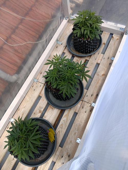 Mephisto Autoflower. Week 5 - New Place