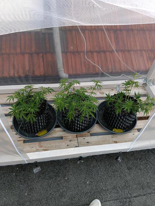 Mephisto Autoflower. Week 5