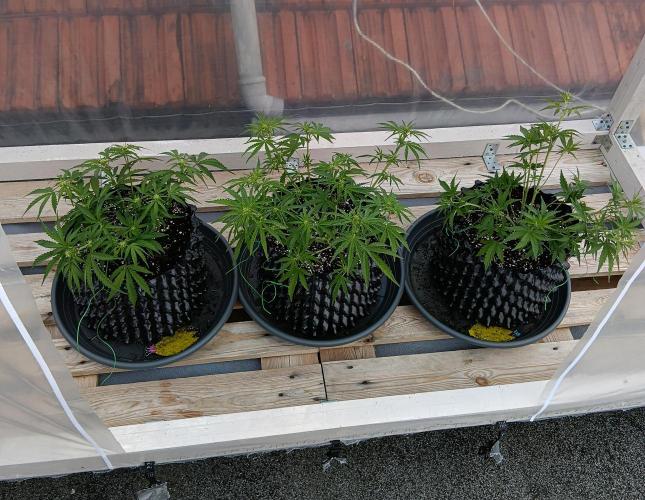 Mephisto Autoflower. Week 5