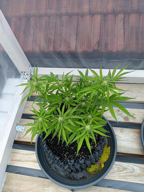 Mephisto Autoflower. Week 6