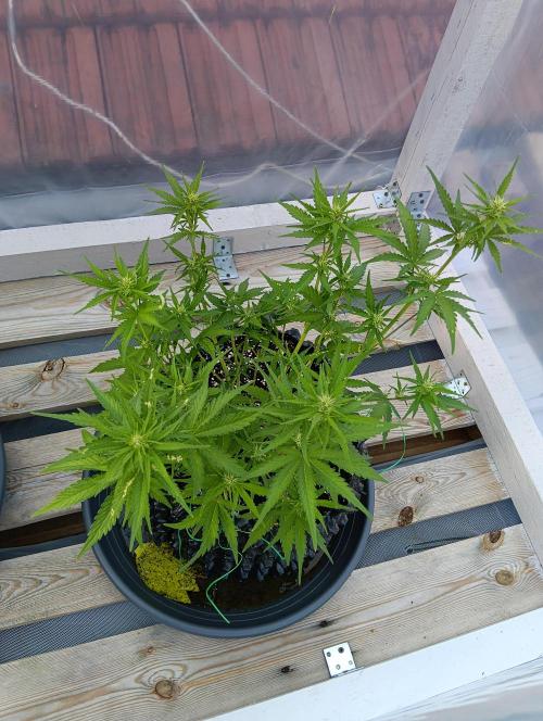 Mephisto Autoflower. Week 6