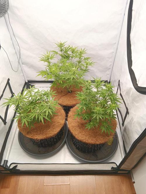 Mephisto Autoflower. Week 6 - zurück in die Hütte 