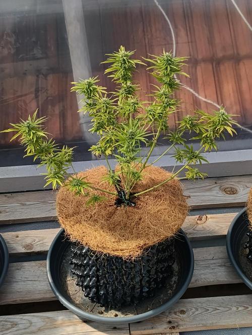 Mephisto Autoflower. Week 7 - sour bubbly x grapewalker kush leider hingefallen :'(