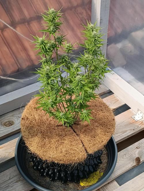 Mephisto Autoflower. Week 7 - old school blues 