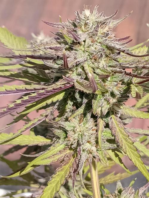 Mephisto Genetics - Old School Blues by dazzzaflakezzz