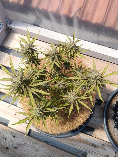 Mephisto Autoflower. Week 8 - mango runtz 