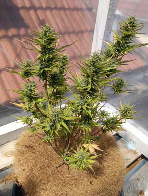 Mephisto Autoflower. Week 8 - old school blues