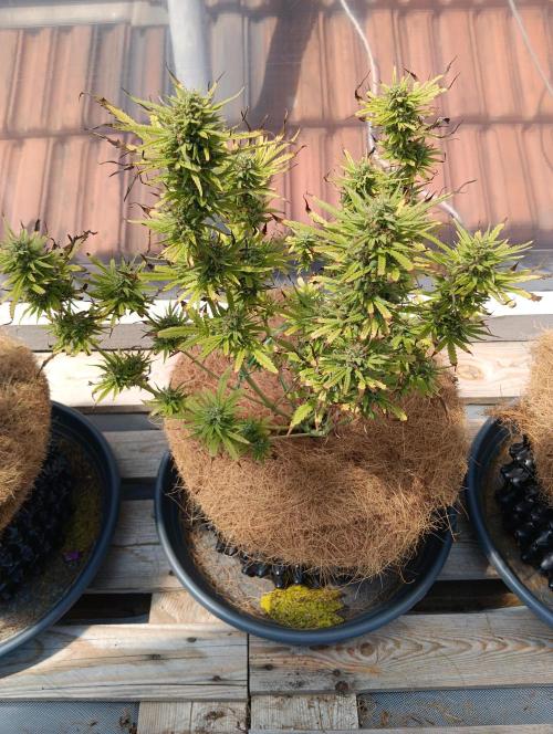 Mephisto Autoflower. Week 8 - sour bubbly hatte einen Sturz und leichte überdüngung