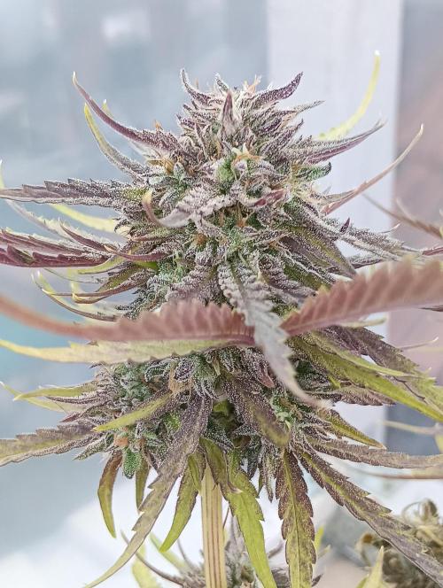 Mephisto Autoflower. Week 8