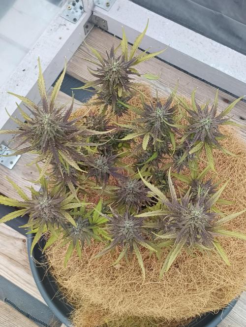 Mephisto Autoflower. Week 8 - mango runtz 