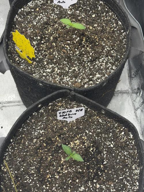 BlackBerry Auto - Fast Buds. Week 1