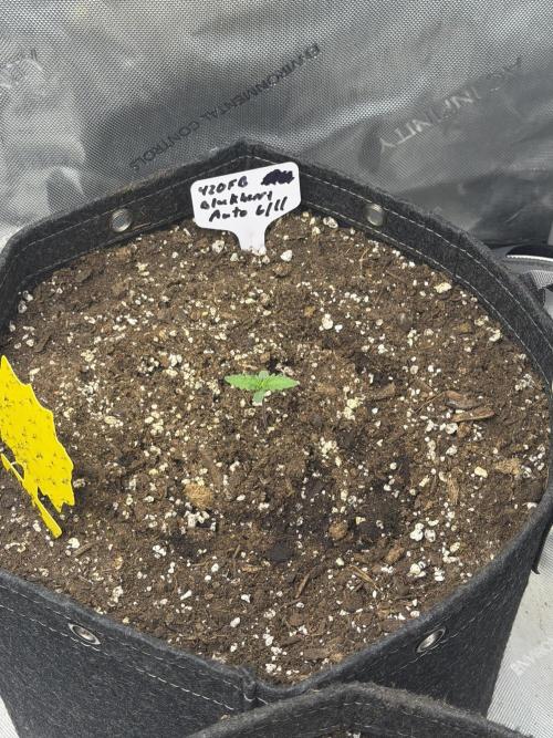 Blackberry Auto. Week 1