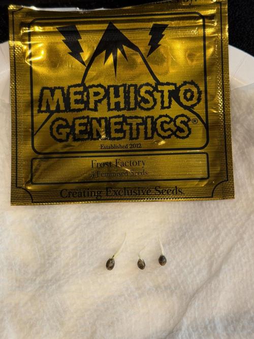 Mephisto Frost Factory. Week 0