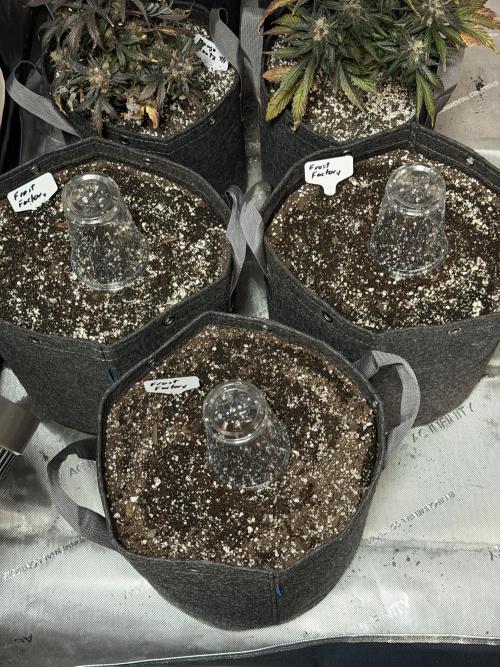 Mephisto Frost Factory. Week 0