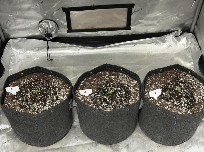 Mephisto Frost Factory. Week 1