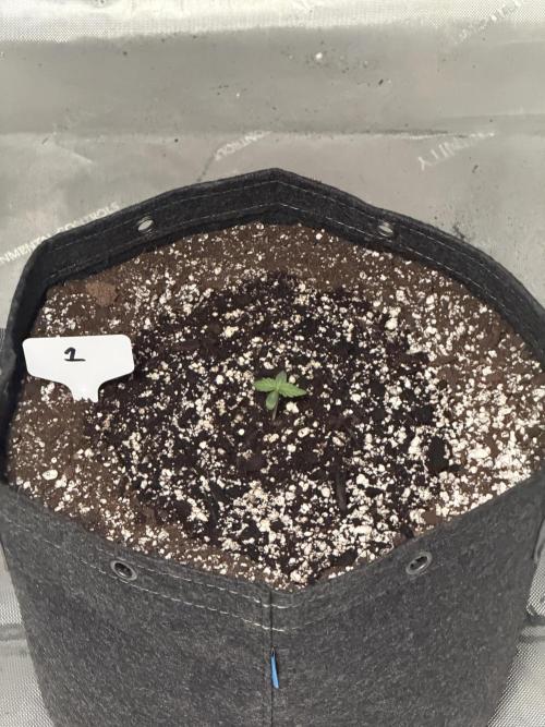 Mephisto Frost Factory. Week 1