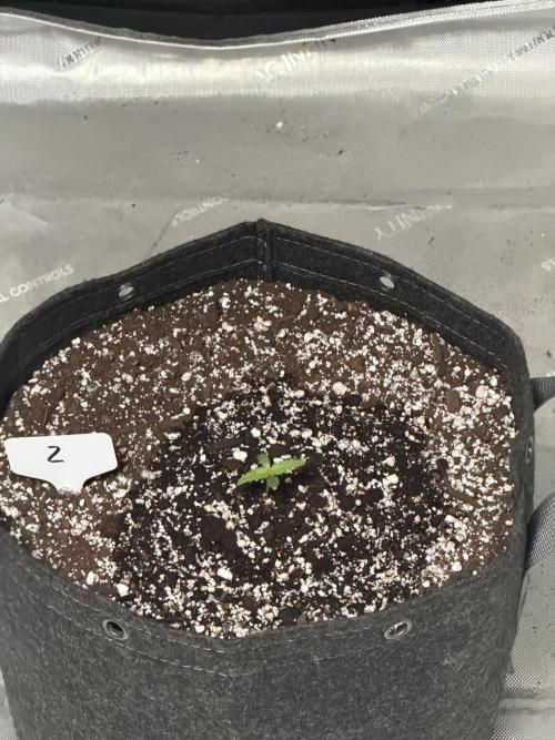 Mephisto Frost Factory. Week 1