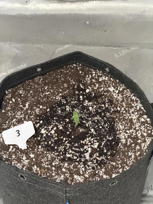 Frost Factory. Week 1