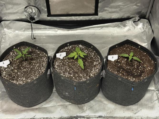 BlackBerry Auto - Fast Buds. Week 2