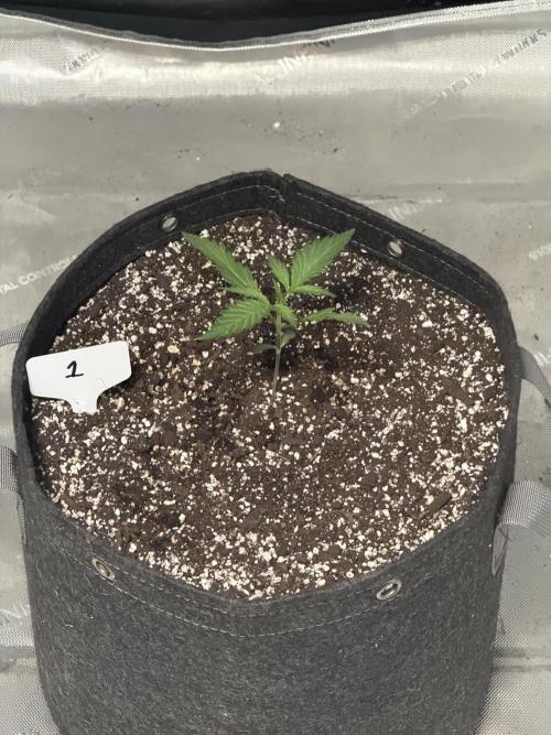 BlackBerry Auto - Fast Buds. Week 2