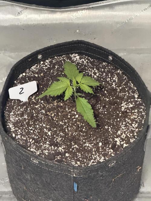 BlackBerry Auto - Fast Buds. Week 2