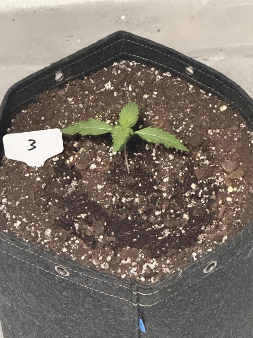 BlackBerry Auto - Fast Buds. Week 2
