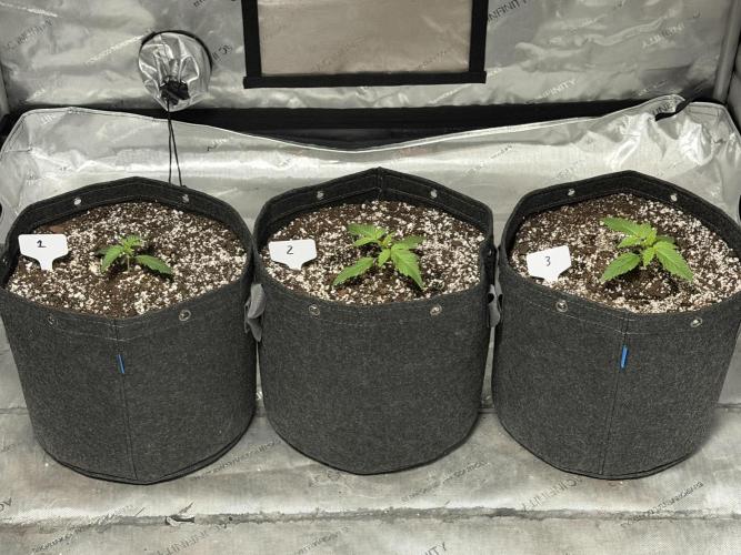 Mephisto Frost Factory. Week 2