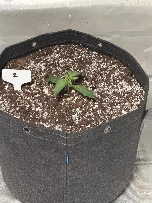 Mephisto Frost Factory. Week 2