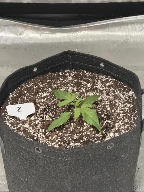 Mephisto Frost Factory. Week 2