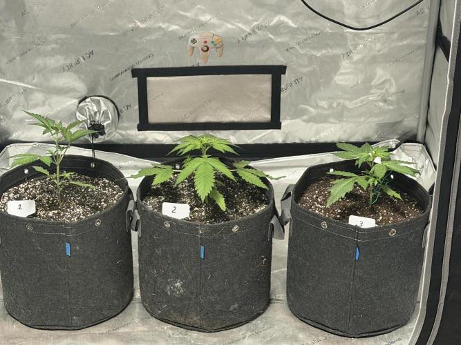 BlackBerry Auto - Fast Buds. Week 3