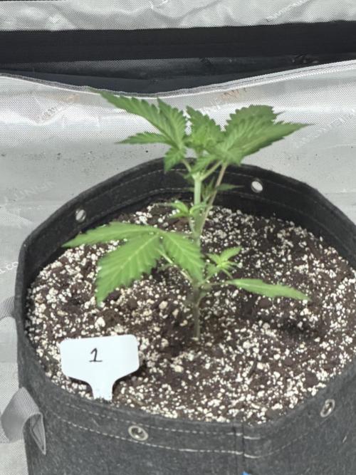 BlackBerry Auto - Fast Buds. Week 3