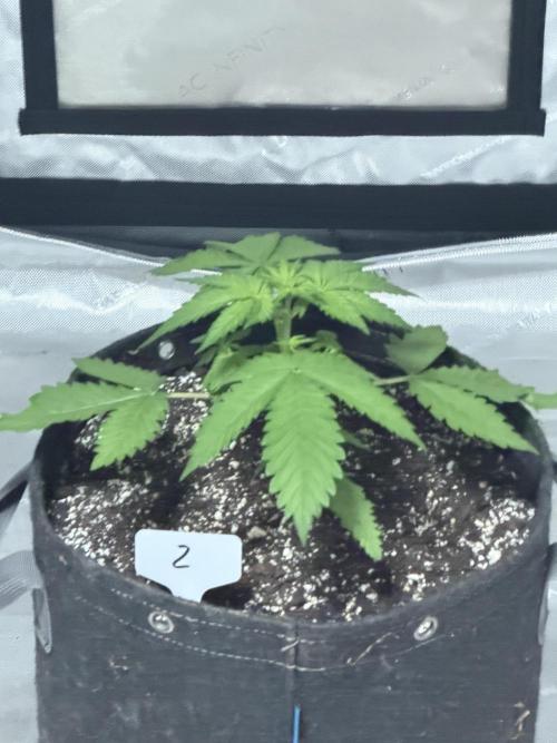 BlackBerry Auto - Fast Buds. Week 3