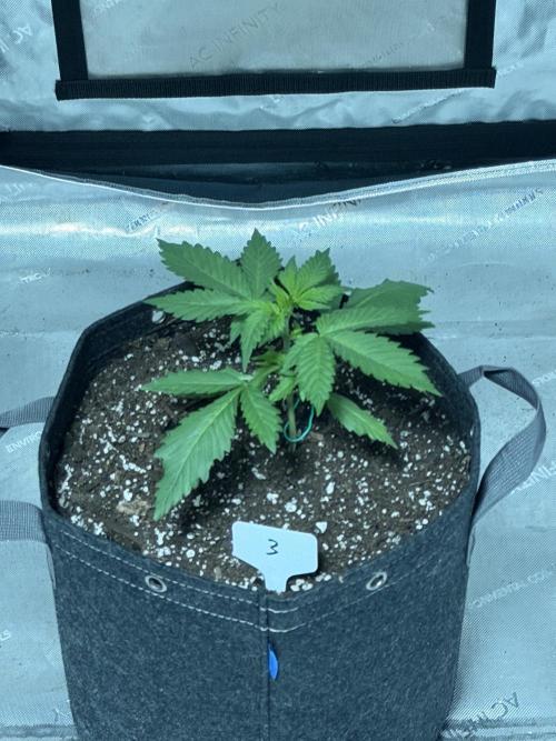 BlackBerry Auto - Fast Buds. Week 3