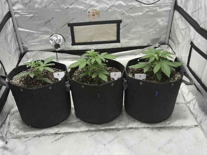 Mephisto Frost Factory. Week 3