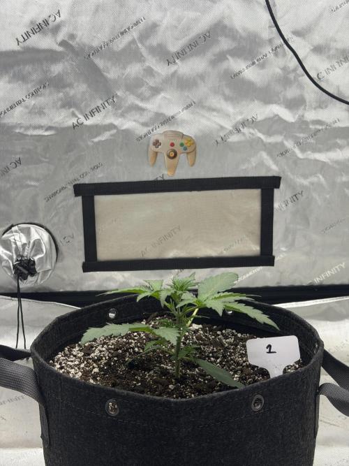 Mephisto Frost Factory. Week 3