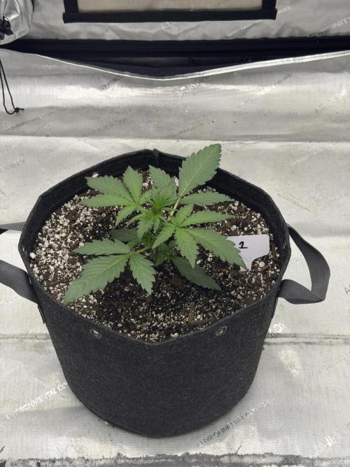 Mephisto Frost Factory. Week 3