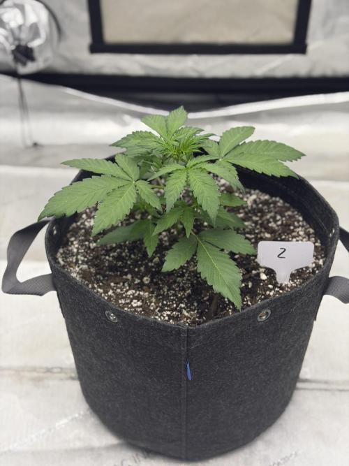 Mephisto Frost Factory. Week 3