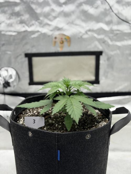 Mephisto Frost Factory. Week 3