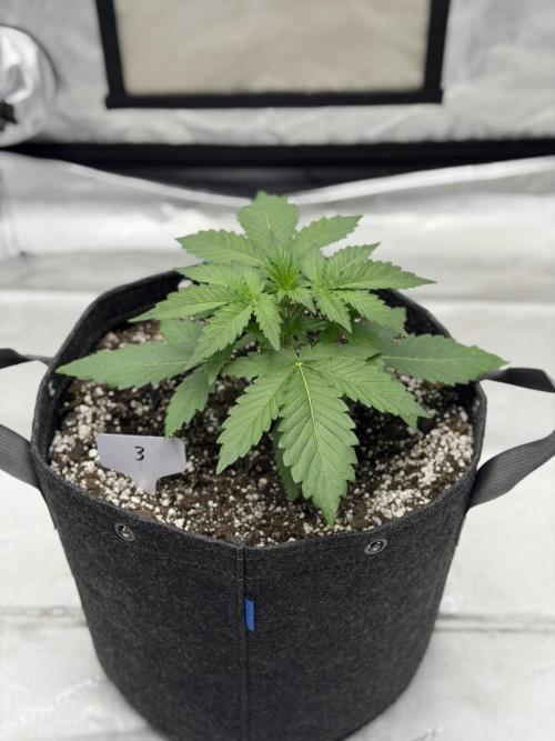 Frost Factory. Week 3