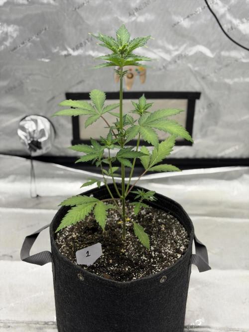 BlackBerry Auto - Fast Buds. Week 4