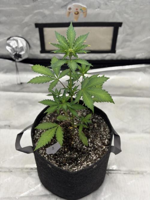 BlackBerry Auto - Fast Buds. Week 4