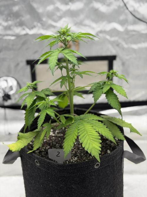 BlackBerry Auto - Fast Buds. Week 4